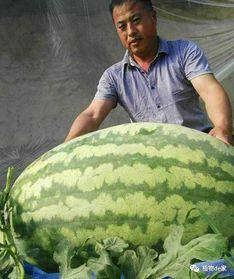 网络大瓜